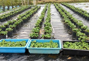 Để nông nghiệp thật sự trở thành lợi thế quốc gia