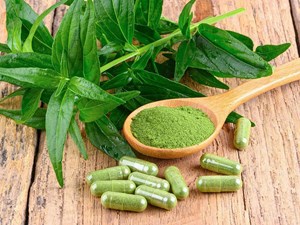 Hoàn thiện quy trình Xuyên tâm liên tại Huế: Nền tảng cho dược liệu OCOP