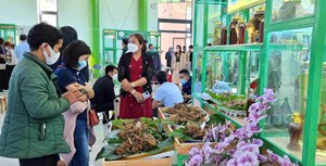 Công viên Sâm Việt Nam: Bước đi cần thiết để nâng tầm giá trị quốc bảo