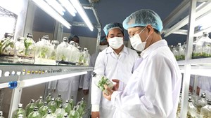 Trung tâm Công nghệ sinh học Đà Nẵng: Nòng cốt thúc đẩy nông nghiệp đô thị hiện đại
