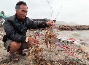 Không thể để người nuôi tôm hùm mãi “trắng tay” sau mỗi mùa bão lũ