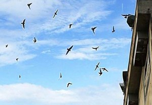 TP Huế ban hành danh mục lớn khu vực cấm nuôi chim yến, siết quản lý môi trường đô thị