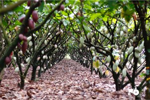 Doanh nhân Trần Quốc Tùng và khát vọng kinh tế xanh dưới tán cacao