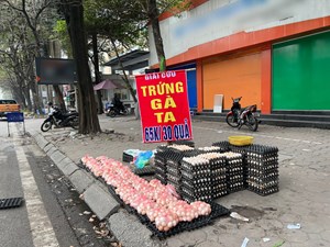 VIPA: Không tiêu thụ "giải cứu" trứng gà không rõ nguồn gốc