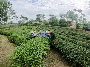 Tuyên Quang: Nhà nước, nhà nông, nhà doanh nghiệp cùng nỗ lực gỡ khó cho cây chè