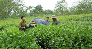 Tuyên Quang: Tìm giải pháp mở rộng thị trường tiêu thụ giúp ngành chè vượt khó