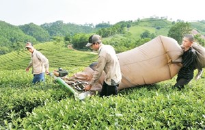 Thiếu lao động do Covid, doanh nghiệp chè chủ động cơ giới hóa trong chế biến