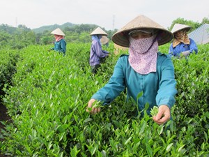 Gỡ khó cho nông dân ngành chè trong liên kết sản xuất