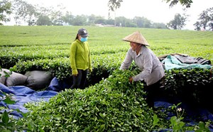 "Khó khăn do Covid, sử dụng chất phụ gia càng khiến chất lượng chè bị ảnh hưởng"