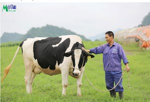 Mộc Châu Milk lãi ròng quí III tăng 113%