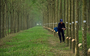 Cao su Đồng Phú (DPR) dự chi 86 tỷ đồng chia cổ tức còn lại năm 2021