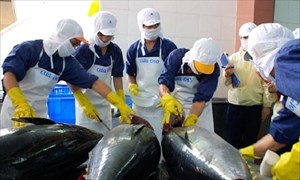 Kim ngạch XK cá ngừ sang Nhật Bản đạt 31 triệu USD trong 9 tháng đầu năm