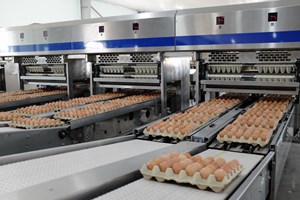 Hòa Phát (HPG) trung bình bán gần 1 triệu quả trứng gà mỗi ngày 