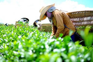 Lai Châu: Đồng hành cùng người dân trồng chè vượt khó qua đại dịch COVID-19