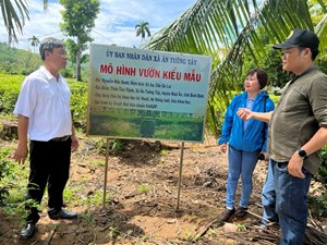 Bình Định: Chè Gò Loi - đặc sản Hoài Ân đạt OCOP ba sao