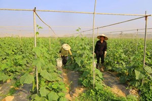 Khơi dậy khát vọng lập nghiệp trên đồng đất quê hương