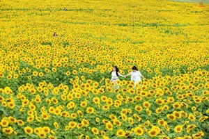 Sắc vàng Nghĩa Lâm gọi mùa: Du lịch miền Tây xứ Nghệ sôi động những ngày cuối năm