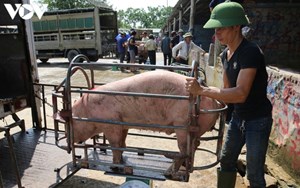 Giá lợn hơi hôm nay 9/2: Tăng - giảm trái chiều