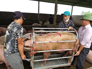 Giá lợn hơi hôm nay 12/2: Tiếp tục đi ngang trên toàn quốc