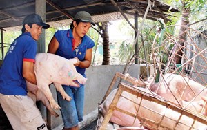 Giá lợn hơi hôm nay 14/2: Tăng rải rác trong phiên đầu tuần