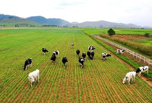 VDSC: Ngành chăn nuôi (Phần 1) - Mô hình 3F sẽ giúp doanh nghiệp thức ăn chăn nuôi Việt ít “lép vế” trên sân nhà