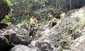 Lâm Bình (Tuyên Quang):  Nhiều kết quả nổi bật trong công tác quản lý, bảo vệ rừng và phát triển lâm nghiệp