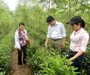 Giống chè mới góp phần nâng cao thương hiệu chè Tuyên Quang