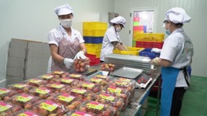 Quy trình đóng gói vải thiều xuất sang Singapore diễn ra thế nào?