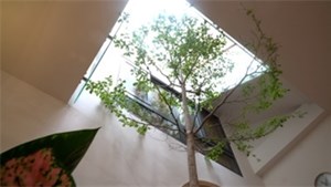 Nhà trong hẻm nhỏ trồng cây bàng cao 3 mét giữa phòng khách