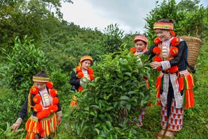 Tuyên Quang: Sản xuất chè gắn với mục tiêu "người Việt dùng hàng Việt" - hướng đi của Tuyên Quang trong đại dịch