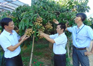 Sơn La: Nâng cao chất lượng sản phẩm Nhãn 