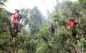 Huyền thoại chè cổ thụ xứ Tuyên giữa đại ngàn