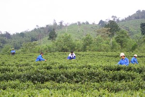 Cây chè đưa làng thanh niên thoát nghèo "trụ vững" trong Covid-19