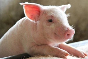 Giá lợn hơi hôm nay 10/8: Tăng giảm trái chiều