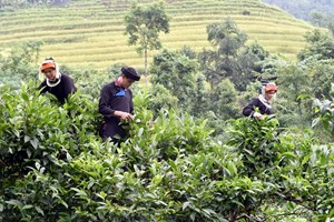 Hà Giang: Nỗ lực đưa ngành chè vượt qua khó đại dịch