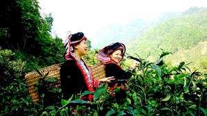 Hà Giang: Sản xuất chè hữu cơ, hướng đi bền vững của Huyện Hoàng Su Phì