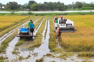 Tập đoàn Lộc Trời (LTG): Nỗ lực hoàn thiện chuỗi giá trị nông nghiệp