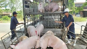 Giá lợn hơi hôm nay 31/10: Tăng tại tất cả các tỉnh thành trên toàn quốc