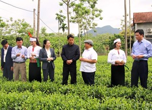 Chè Ba Vì trước khó khăn từ đại dịch Covid-19 