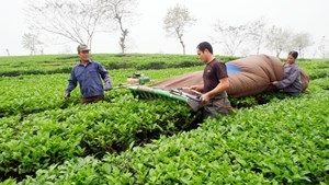 Phú Thọ: Để cây chè phát triển an toàn, hiệu quả vượt qua đại dịch