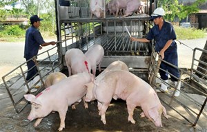 Giá lợn hơi hôm nay 10/12: Tăng nhẹ 1.000 đồng/kg tại khu vực miền Trung, Tây Nguyên và miền Nam