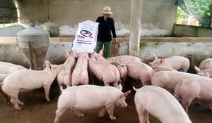 Giá lợn hơi hôm nay 11/12: Tiếp tục đi ngang