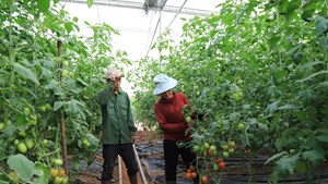 Chủ động rau xanh phục vụ thị trường Tết Nguyên đán
