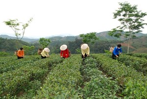 Lào Cai: Hơn 800 héc ta chè đạt tiêu chuẩn hữu cơ, VietGap