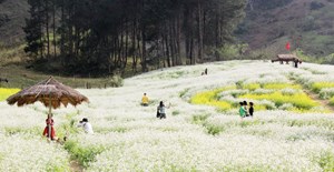 Sơn La: Mê mẩn những cánh đồng hoa cải ở Vân Hồ