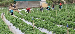 Sơn La: Trồng dâu tây giúp người nông dân có thu nhập ổn định