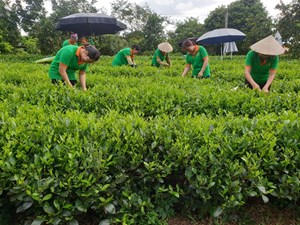 Thái Nguyên: Hợp tác xã chè Thu Hiền nâng cao giá trị cây chè