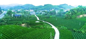 Thái Nguyên: Hợp tác xã trà an toàn Phú Đô tích hợp sản xuất trà hữu cơ gắn với du lịch nông nghiệp