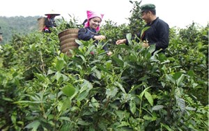 Lào Cai: Phát triển sản xuất cây chè theo hướng hữu cơ gắn liền với du lịch nông nghiệp bền vững