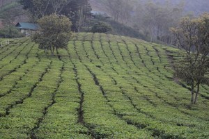 Sơn La: Phát triển du lịch xanh gắn với sinh thái nông nghiệp, nông thôn